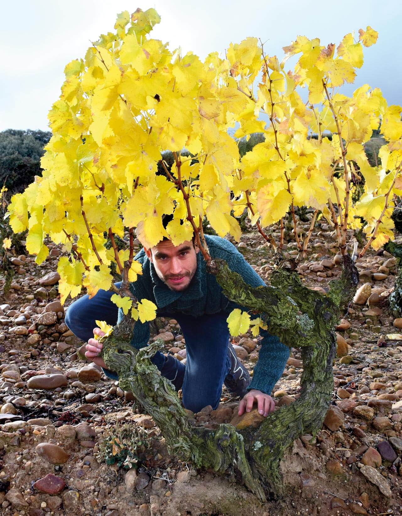 Miguel Martínez bajo una cepa ubicada en El Álamo, de donde nace su vino ‘supurao’